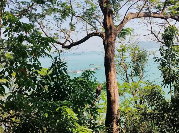 Ban Yamu pier framed by trees on the sea-view land plot at Cape Yamu