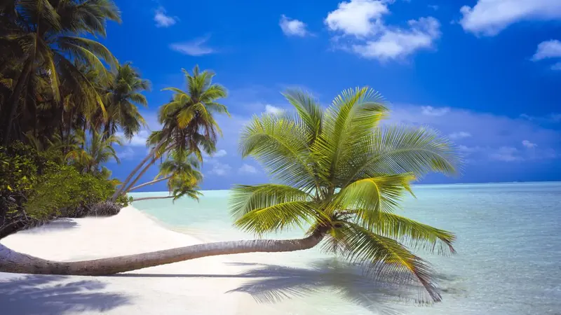 Palm tree leaning over a white sand beach